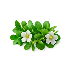 Memorun — Bacopa monnieri (estratto, 20% bacosidi)