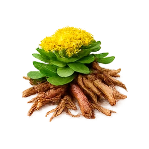 Memorun — Rodiola (Rhodiola rosea, estratto 4:1)